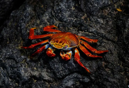 spiritual meaning of a crab in a dream