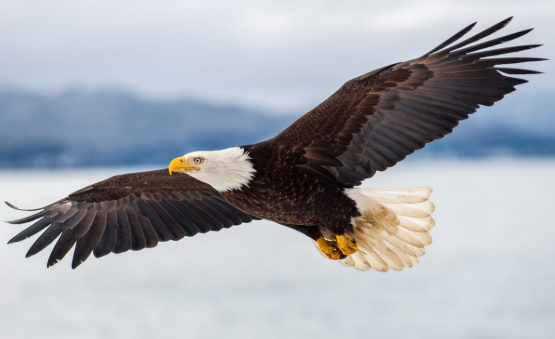 eagle in dream meaning