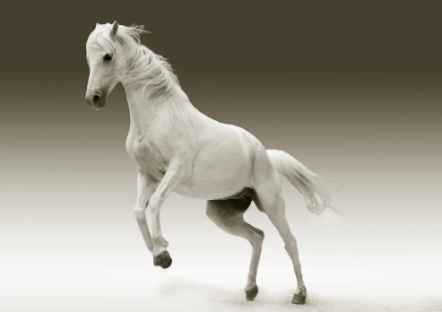 white horse dream meaning