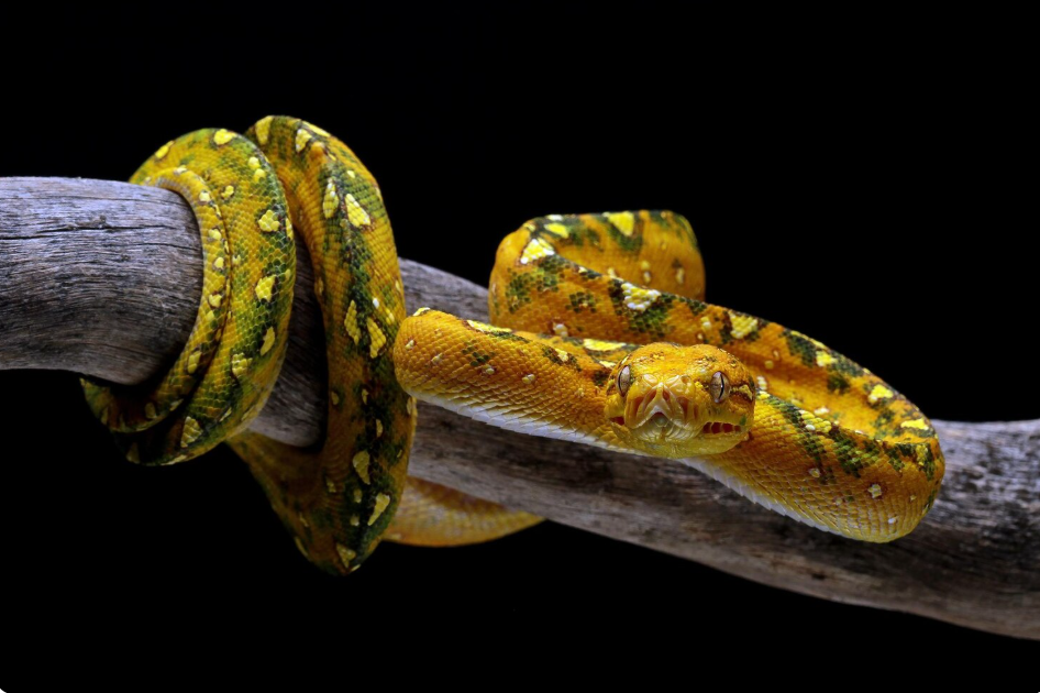 yellow snake dream meaning