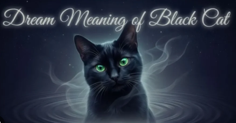 black cat dream meaning