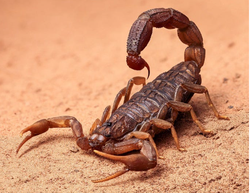 scorpion dream meaning