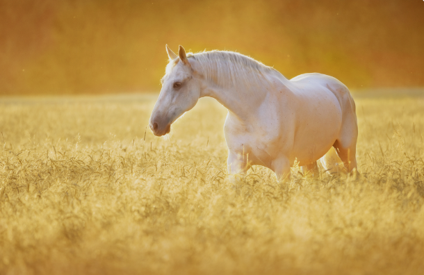 horse in dream meaning