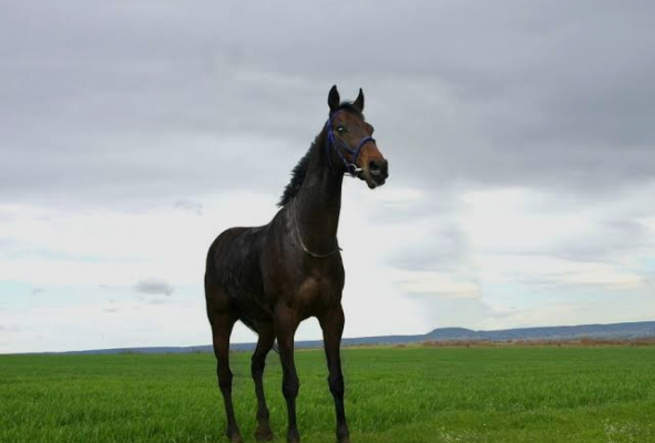 black horse dream meaning