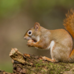 biblical meaning of a squirrel in a dream