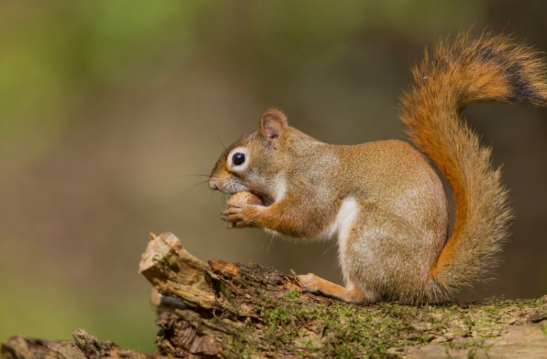 biblical meaning of a squirrel in a dream