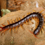 centipede in dream meaning