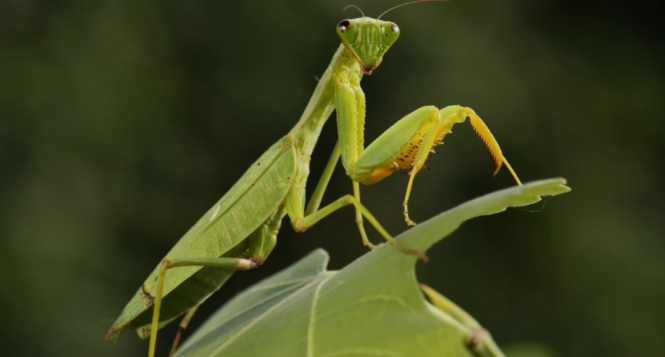 praying mantis dream meaning