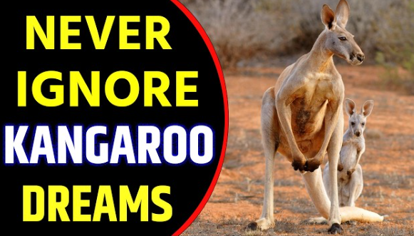 Kangaroo Dream Meaning