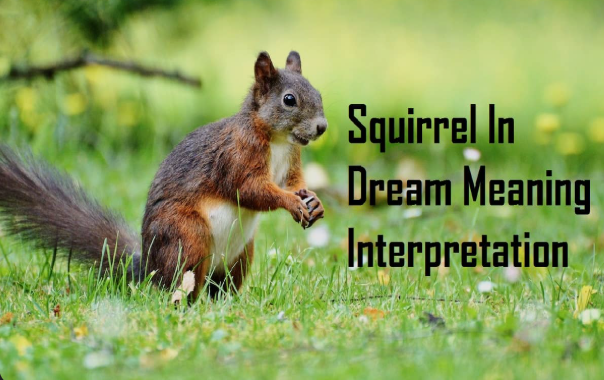 Squirrel in Dream Meaningc